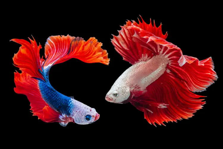Betta Fish That You Can Keep As 