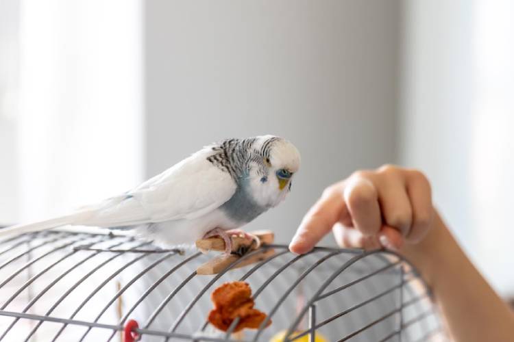 Reasons To Consider A Pet Bird