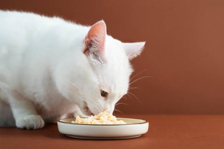 Guide: How A Simple Diet For Your Cat To Live Their Best Life