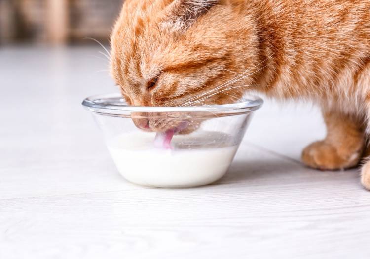 Can Cats Drink Oat Milk