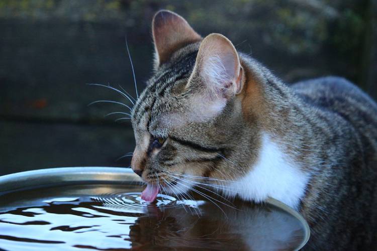 cat drink water