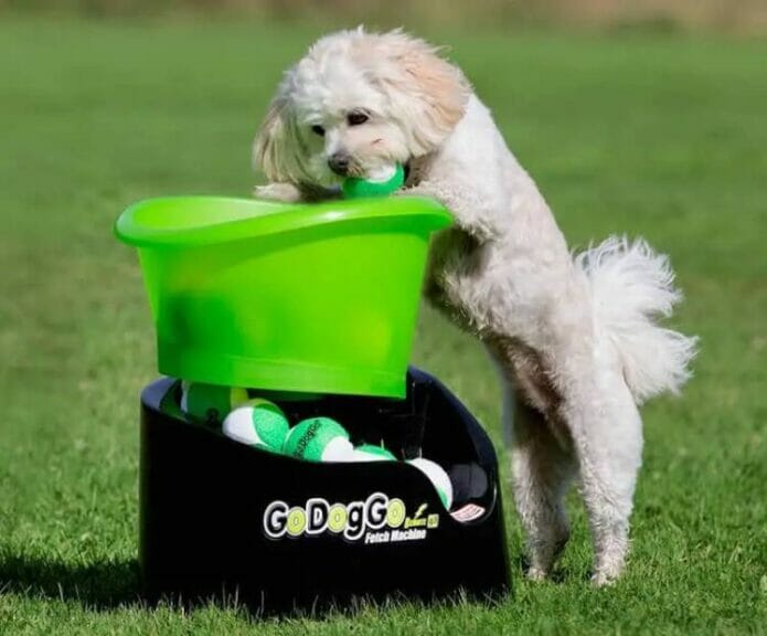 Best Gadget for dogs