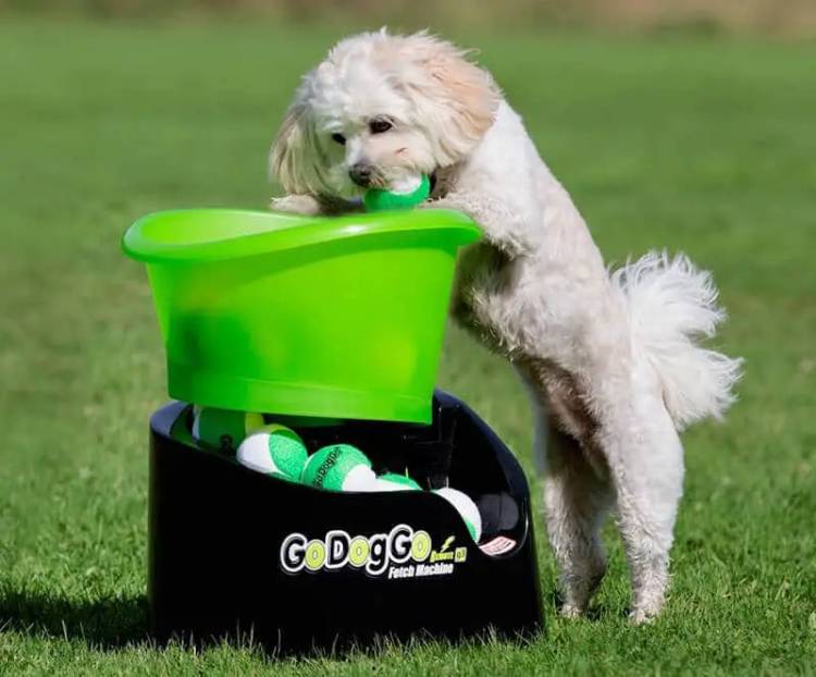 Best Dog Gadgets Smart Gadgets For Dogs CartWisely