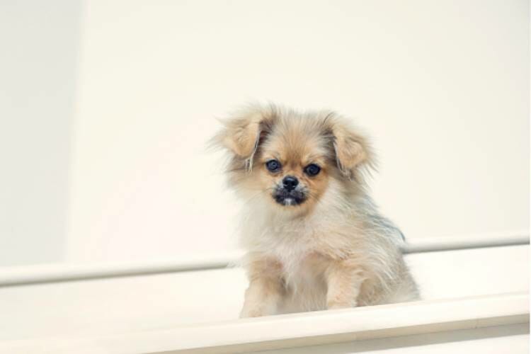Pomeranian Pitbull Mix Puppy