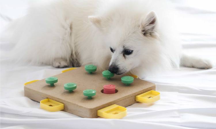 Interactive toy gadgets For Dogs are amazing toys for pets