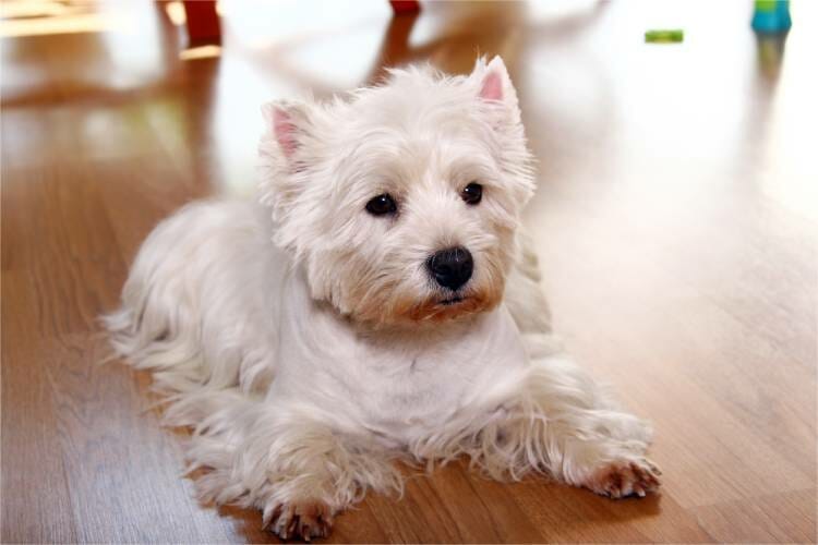 Chihuahua Mix with Maltipoo