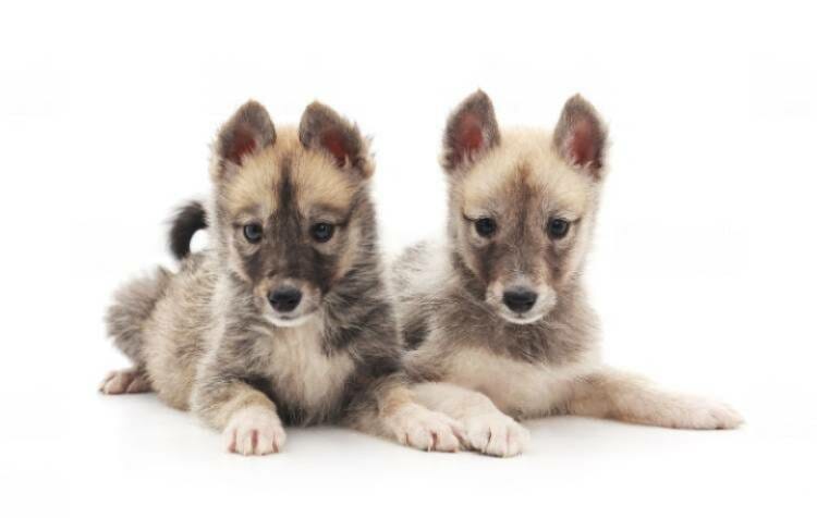 Coyote Husky Mix Puppies