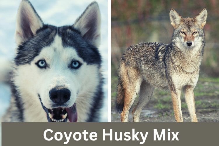Coyote Husky Mix
